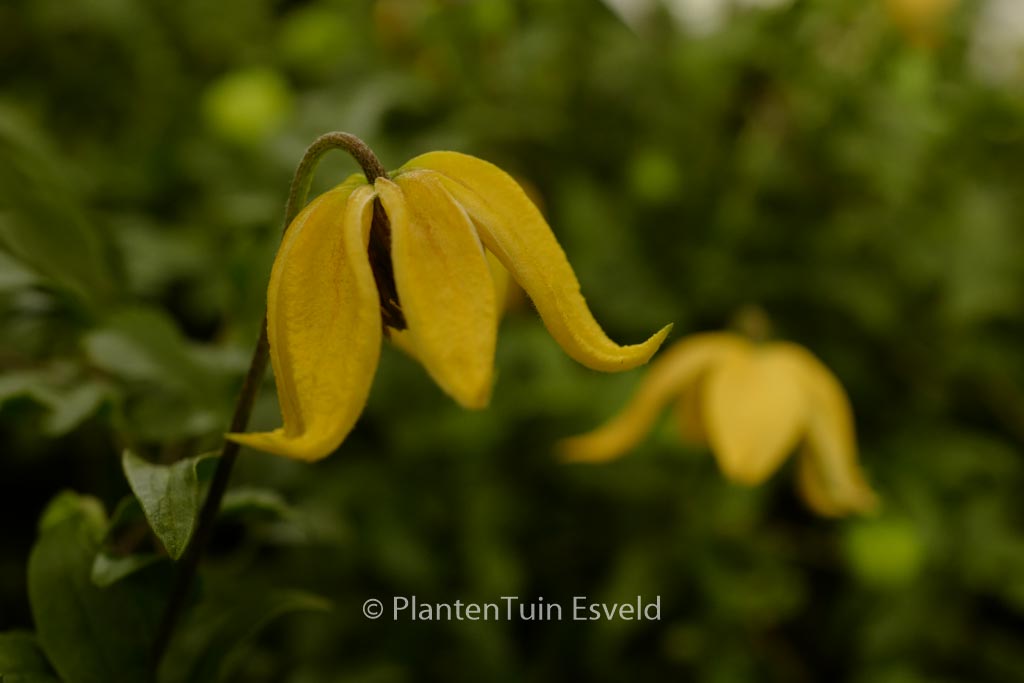Clematis ‚Zo14100‘ (LITTLE LEMONS)