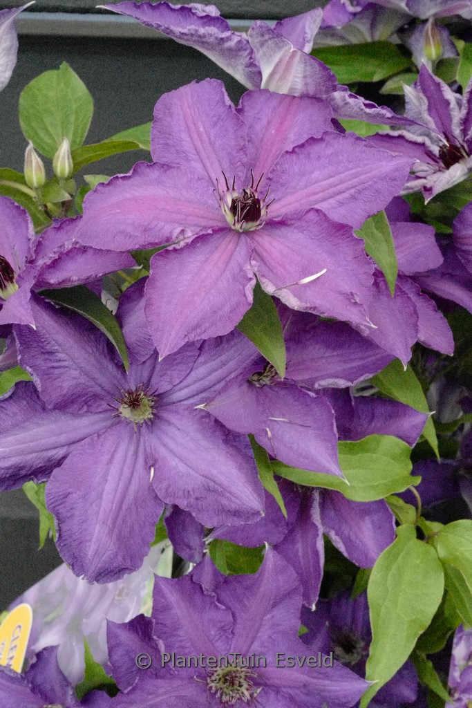 Clematis ‚Zo18197‘ (VIVA LA VIDA)
