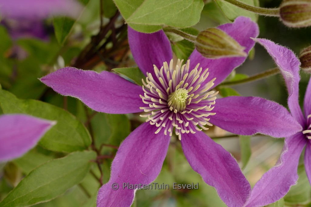 Clematis ‚Zo23005‘ (STELLA BELLA)