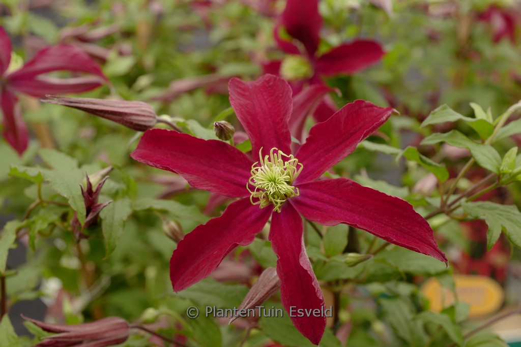 Clematis ‚Zo23015‘ (GLORIOUS RED)