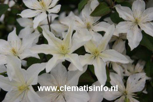 Clematis ‚Zobast‘ (BABY STAR)