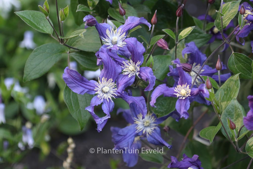 Clematis ‚Zobluepi‘ (BLUE PIROUETTE)