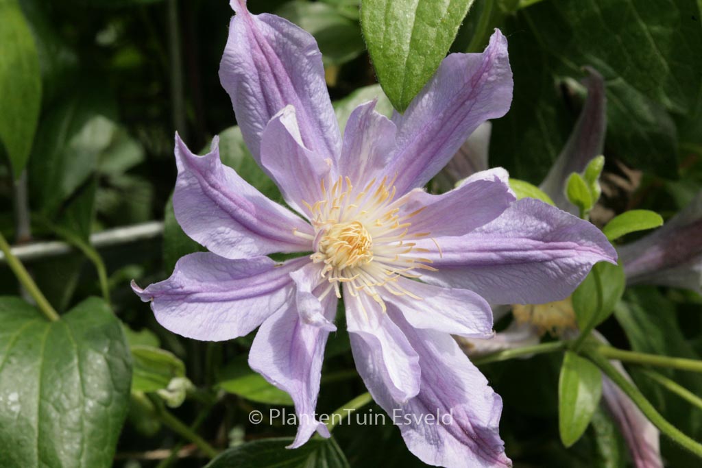 Clematis ‚Zoblueriver‘ (BLUE RIVER)