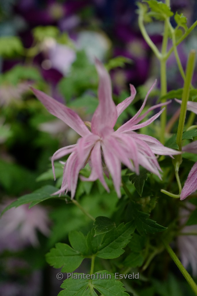 Clematis ‚Zocoro‘ (COUNTRY ROSE)