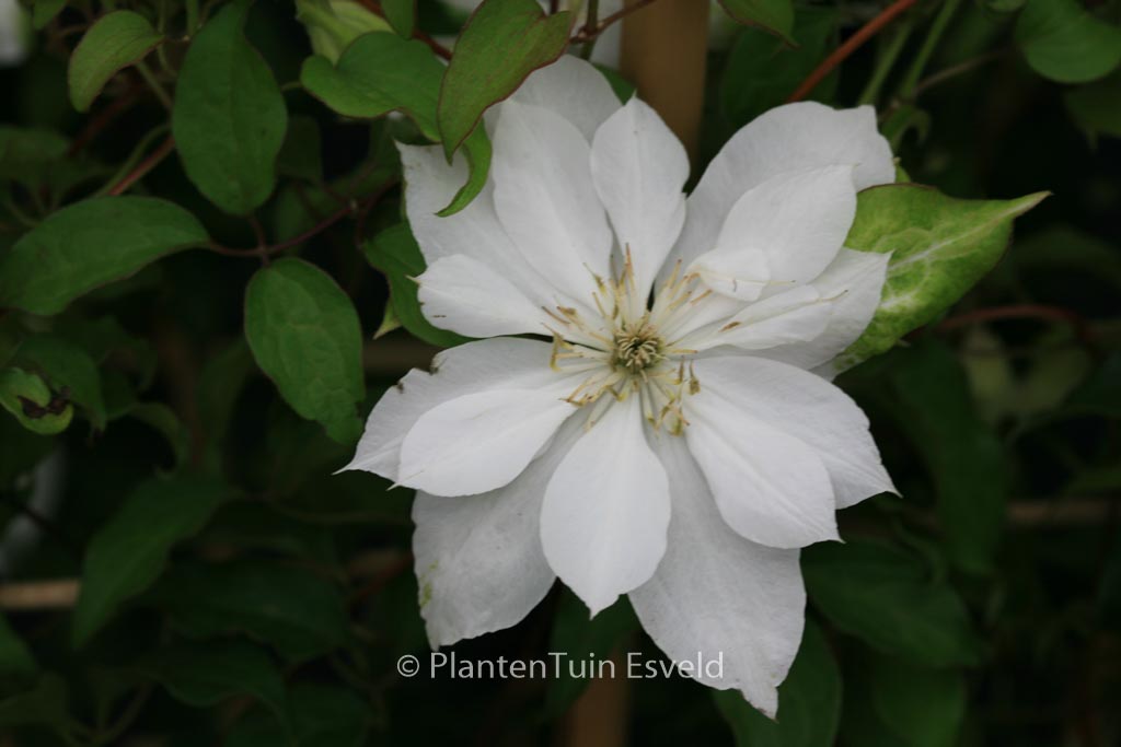 Clematis ‚Zodado‘ (DANCING DORIEN)