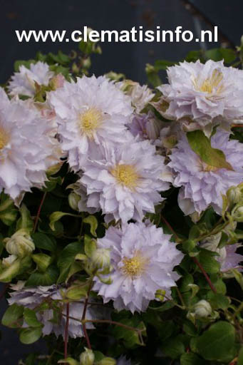 Clematis ‚Zodaki‘ (DANCING KING)