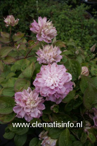 Clematis ‚Zodasmi‘ (DANCING SMILE)