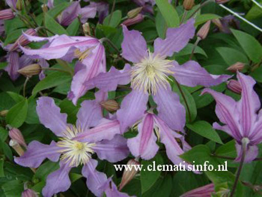 Clematis ‚Zoeastri‘ (EAST RIVER)