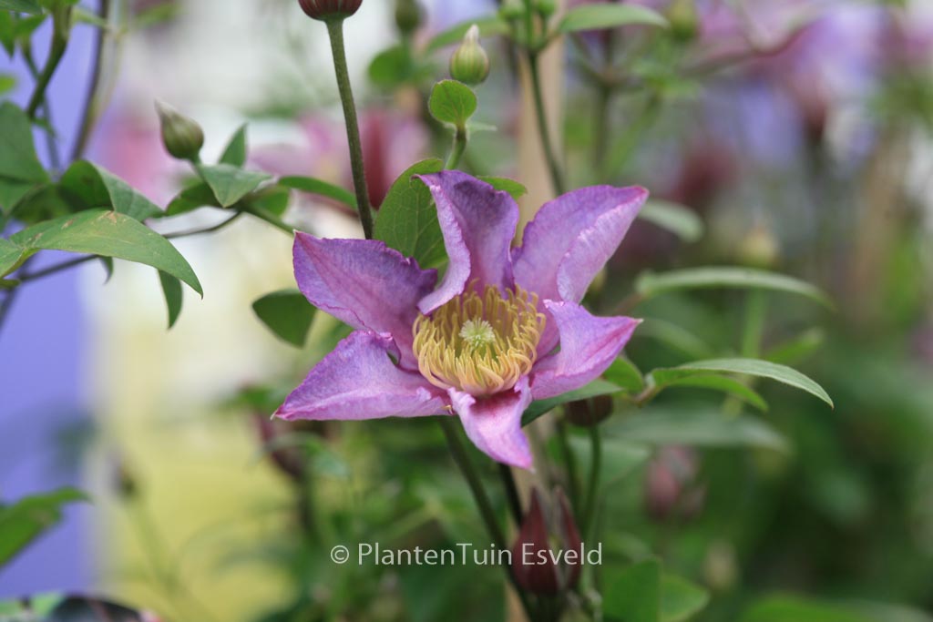 Clematis ‚Zoexci‘ (EXCITING)