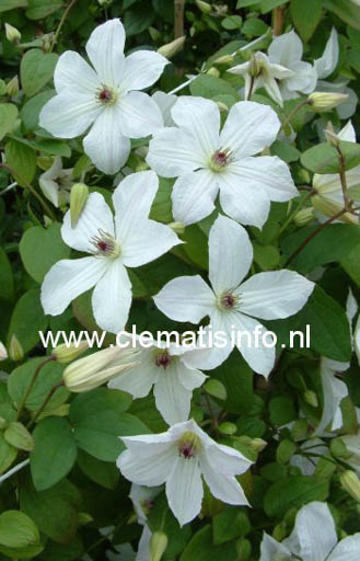 Clematis ‚Zofofri‘ (FOREVER FRIENDS)