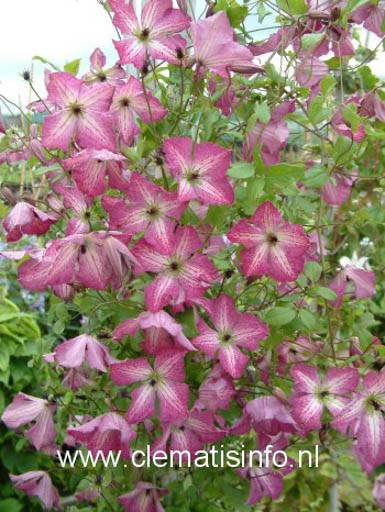 Clematis ‚Zoiamha‘ (I AM HAPPY)