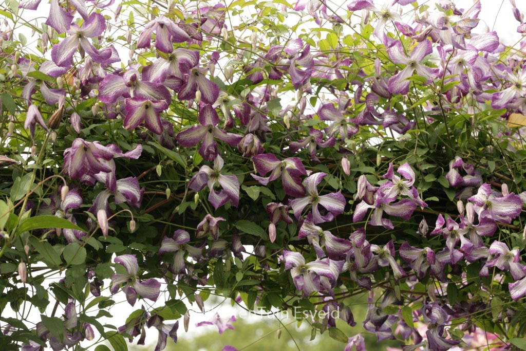 Clematis ‚Zoiamlj‘ (I AM LADY J)