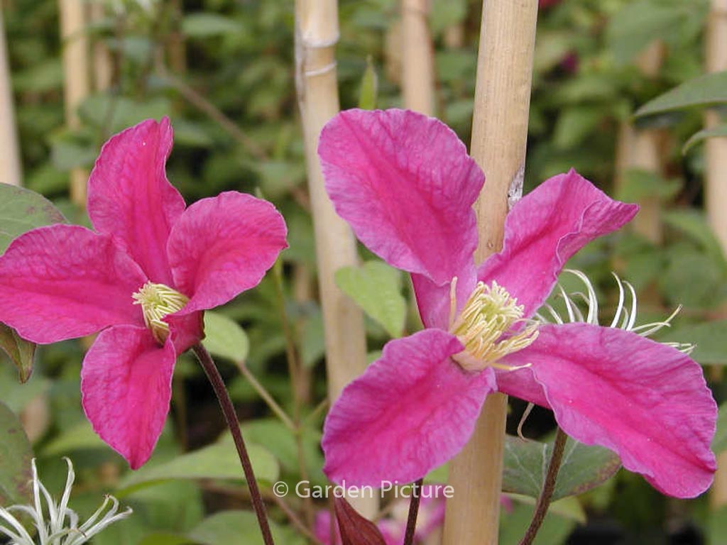 Clematis ‚Zoin‘ (INSPIRATION)