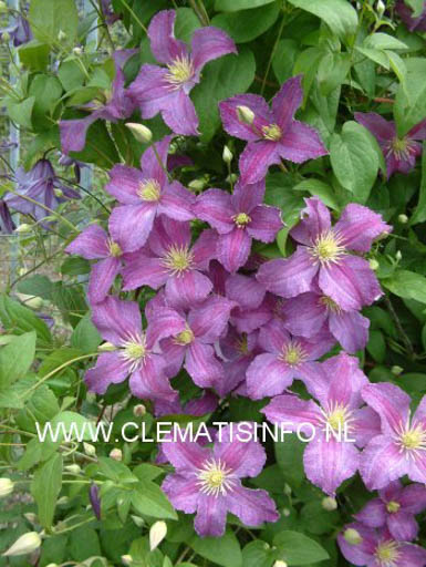 Clematis ‚Zojogo‘ (JOLLY GOOD)