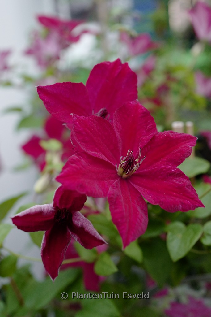 Clematis ‚Zojohnhowells‘ (JOHN HOWELLS)