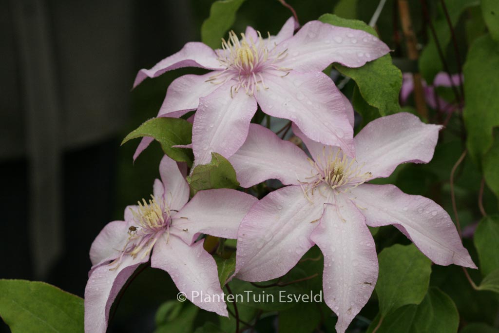 Clematis ‚Zoklaku‘ (MORNING STAR)