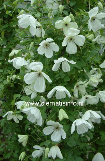 Clematis ‚Zomacor‘ (MARIA CORNELIA)