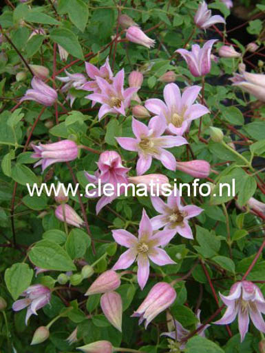 Clematis ‚Zomibel‘ (MIENIE BELLE)