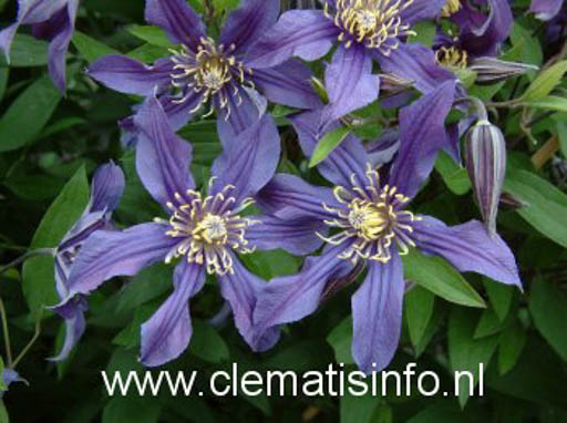 Clematis ‚Zomisri‘ (MISSISSIPPI RIVER)