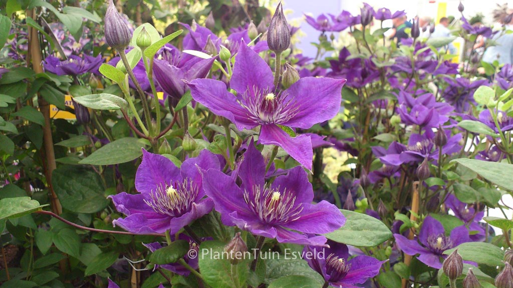 Clematis ‚Zomoa‘ (MON AMOUR)