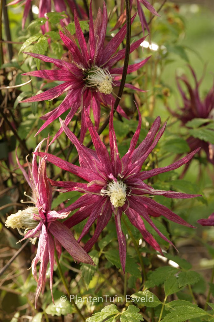 Clematis ‚Zooct‘ (OCTOPUS)