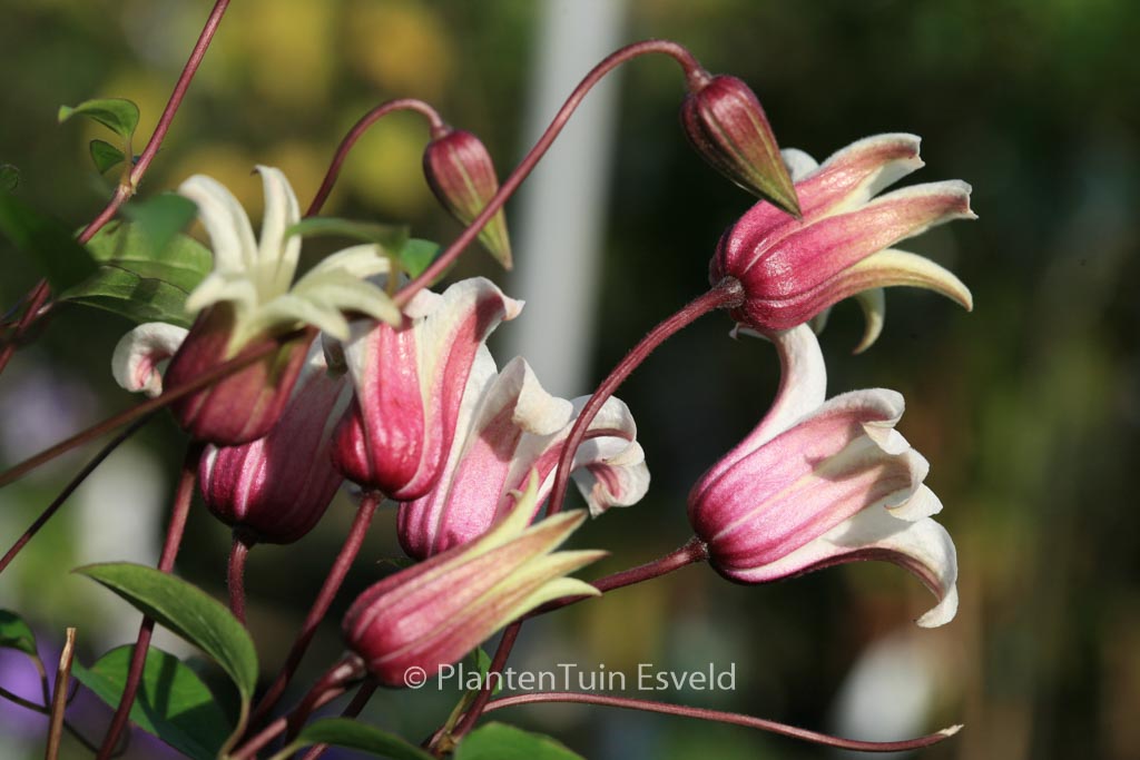 Clematis ‚Zoprika‘ (PRINCESS KATE)