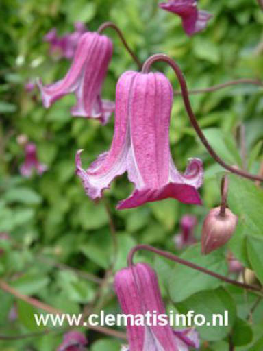 Clematis ‚Zoqum‘ (QUEEN MOTHER)