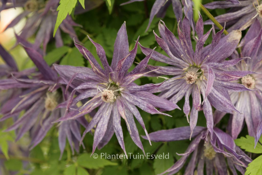 Clematis ‚Zospi‘ (SPIKY)