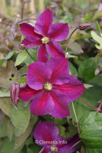 Clematis ‚Zostapa‘ (STAR OF PAKISTAN)