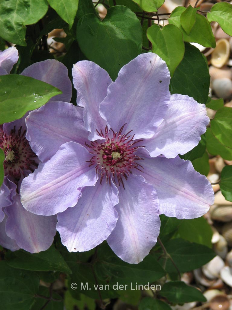Clematis ‚Zostiwa‘ (STILL WATERS)