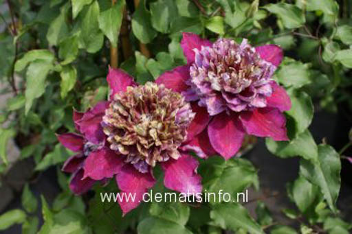 Clematis ‚Zotemp‘ (TEMPTATION)