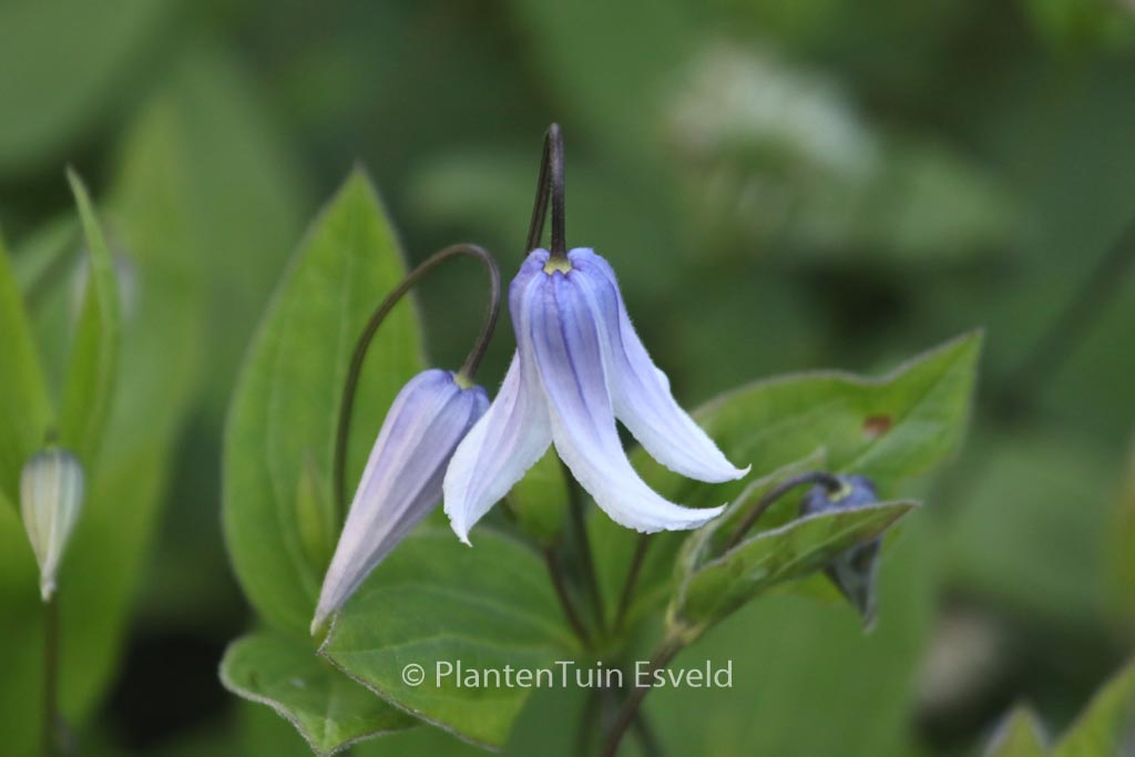 Clematis ‚Zotwi‘ (TWINKLE)