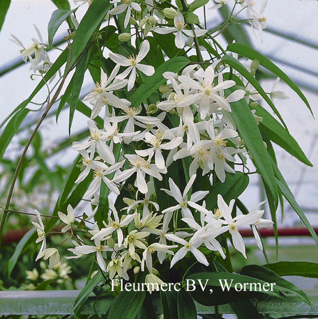 Clematis armandii ‚Snowdrift‘