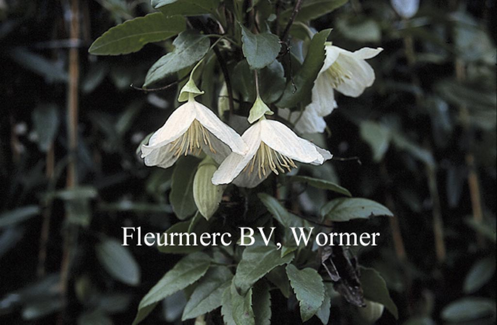Clematis cirrhosa ‚Jingle Bells‘