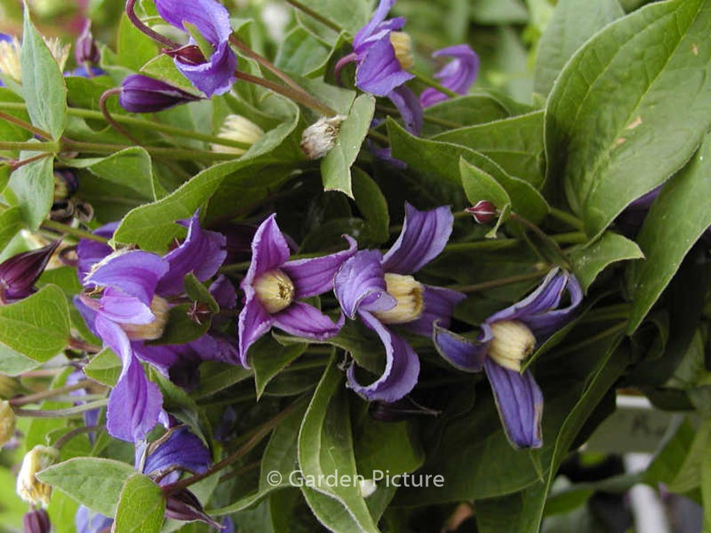 Clematis diversifolia ‚Olgae‘