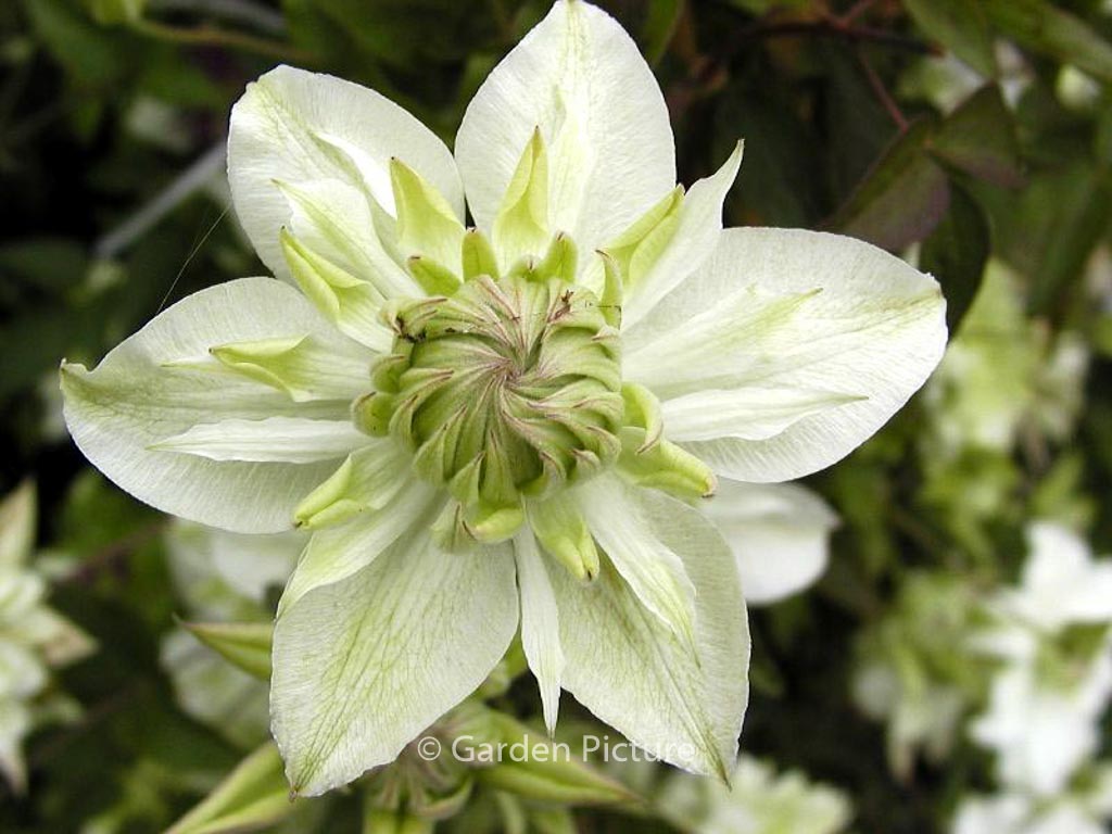Clematis florida ‚Alba Plena‘