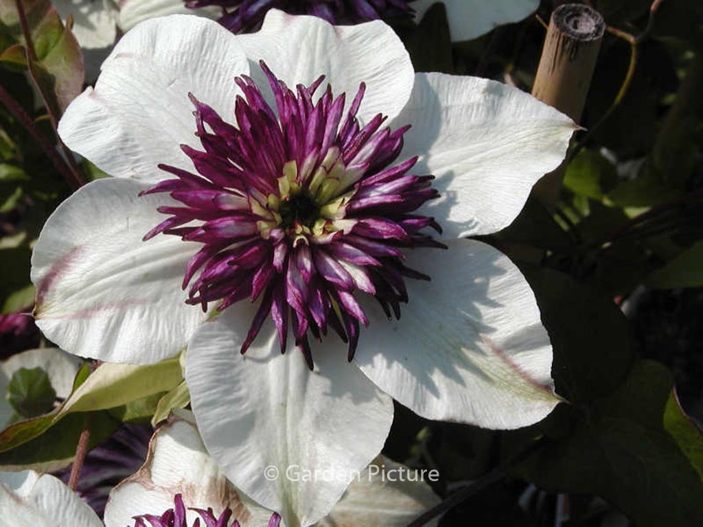 Clematis florida ‚Sieboldii‘