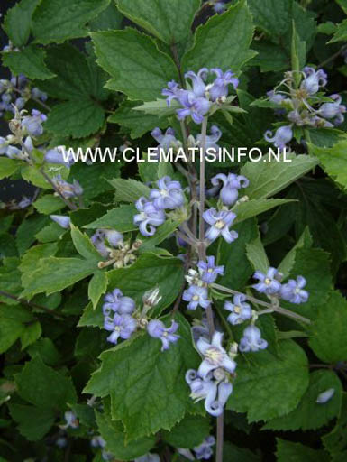Clematis heracleifolia ‚Blue Dwarf‘