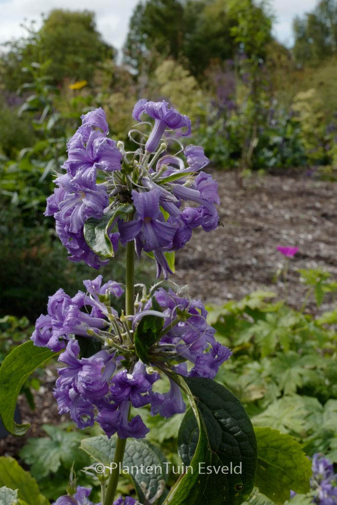 Clematis heracleifolia ‚Cassandra‘