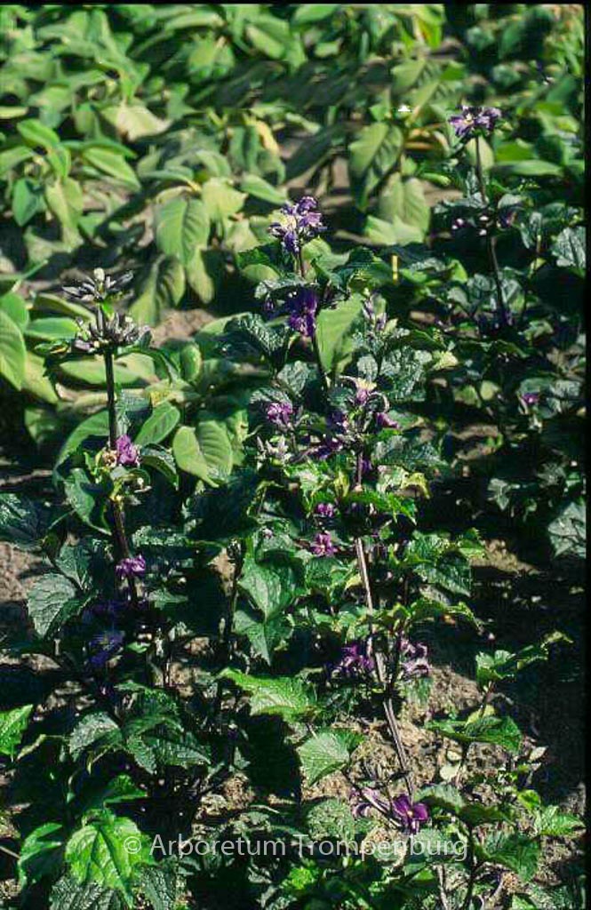 Clematis heracleifolia ‚China Purple‘