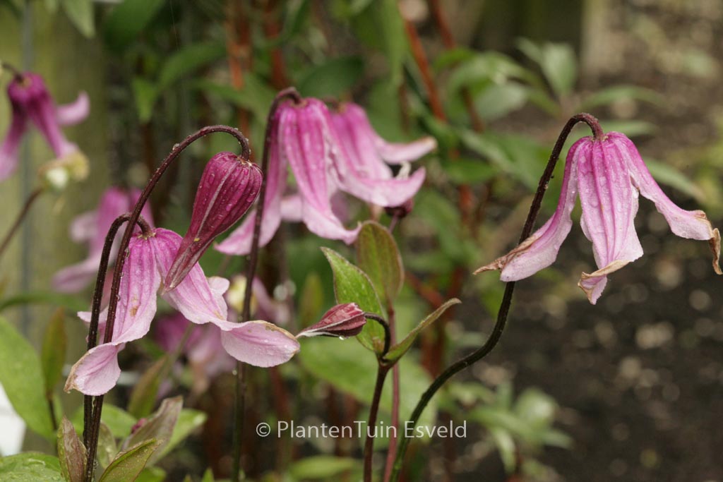Clematis integrifolia ‚Rosea‘