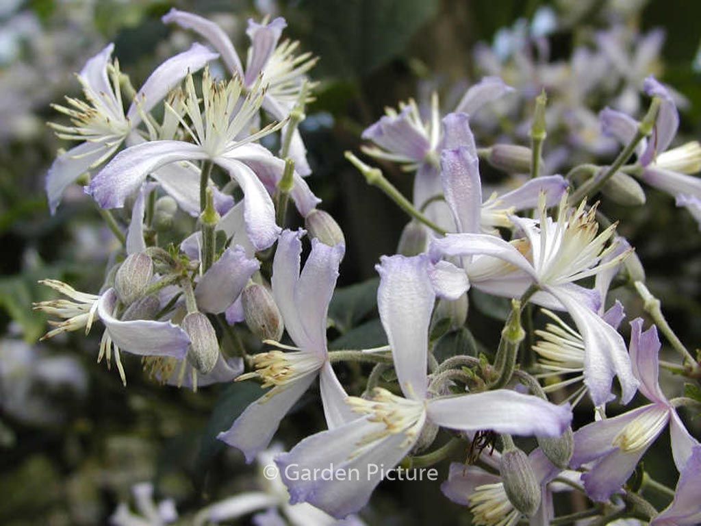 Clematis jouiniana ‚Praecox‘