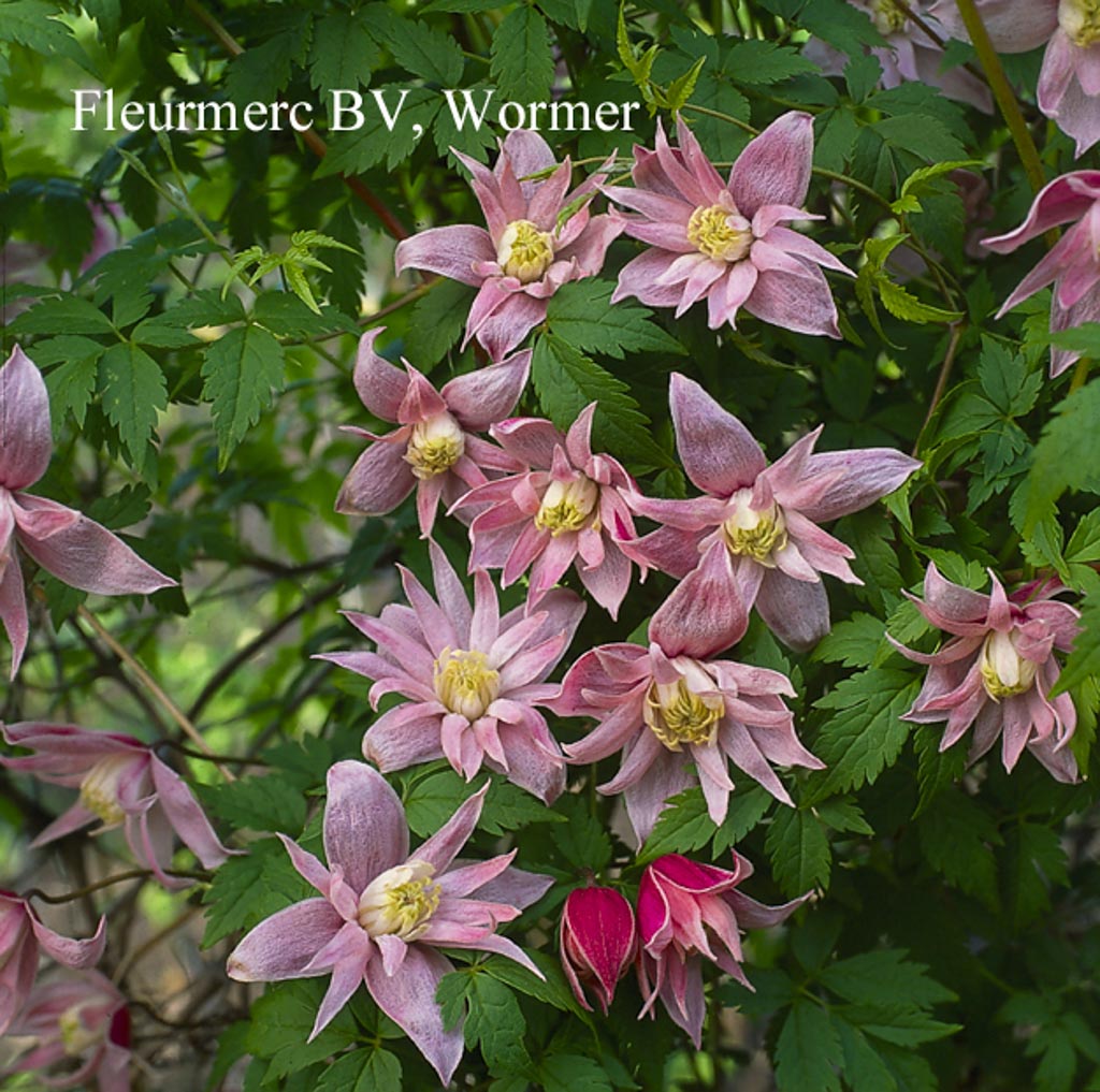 Clematis macropetala ‚Markham’s Pink‘