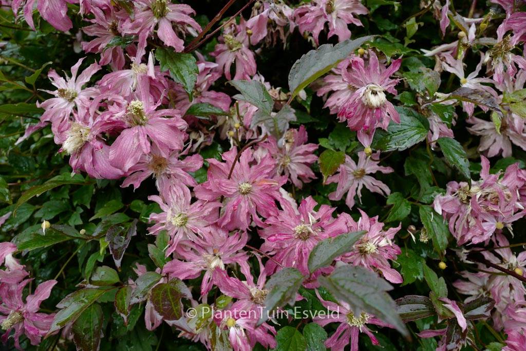 Clematis montana ‚Freda‘