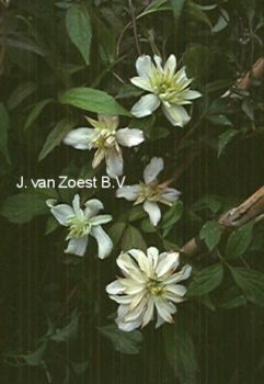 Clematis montana ‚Jenny Keay‘