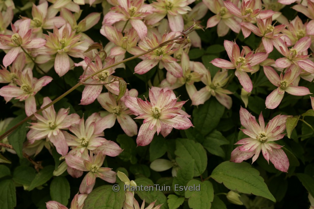 Clematis montana ‚Marjorie‘