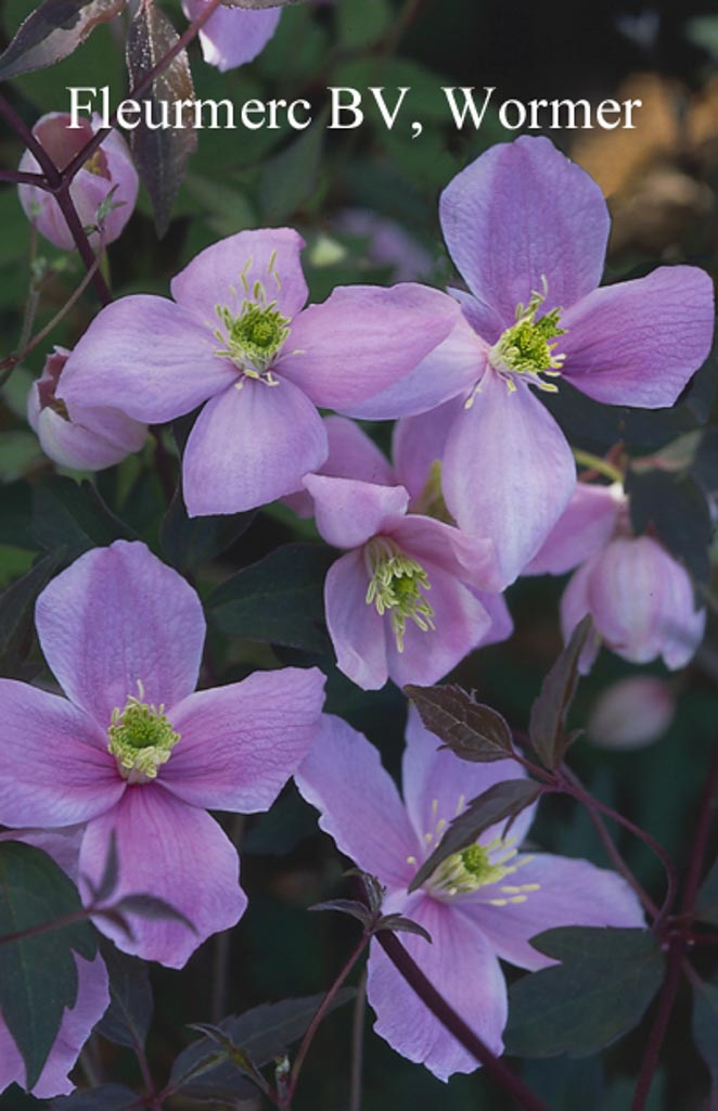 Clematis montana ‚Odorata‘