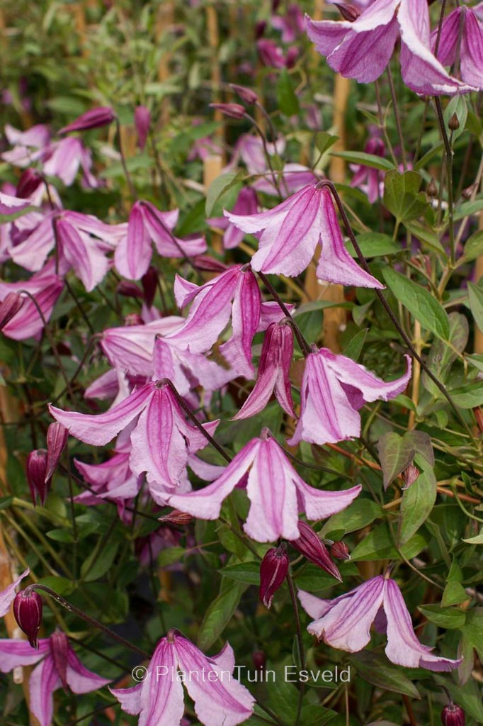 Clematis montana ‚Pink Perfection‘