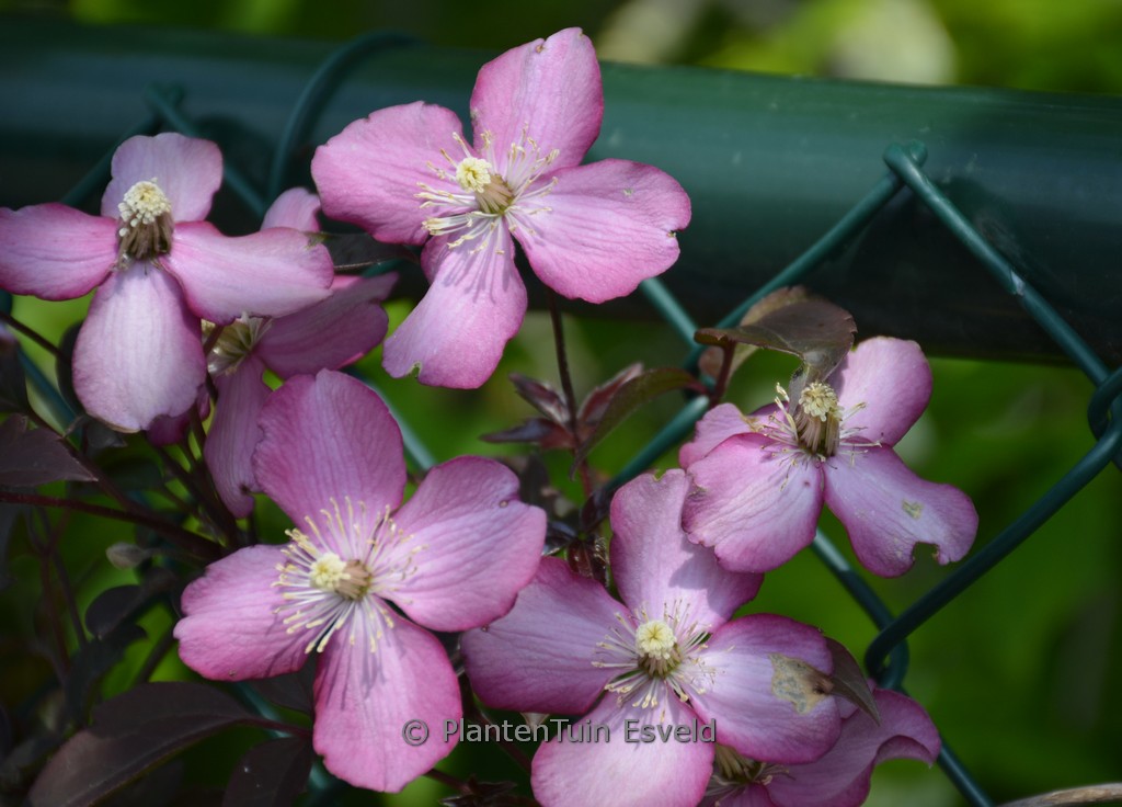 Clematis montana ‚Van Gogh‘