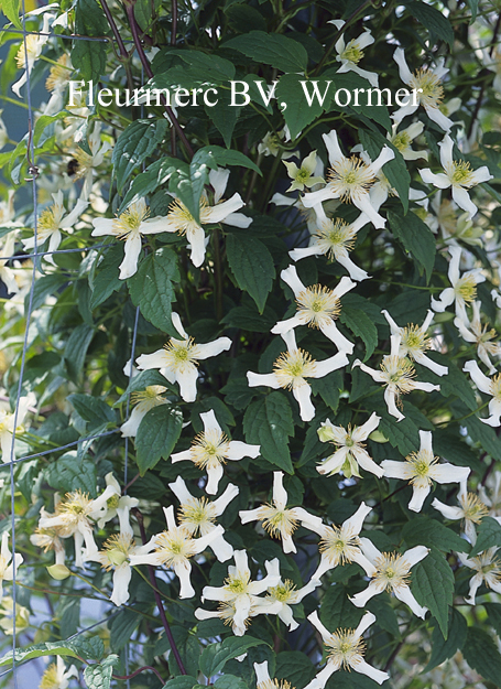 Clematis montana var. wilsonii